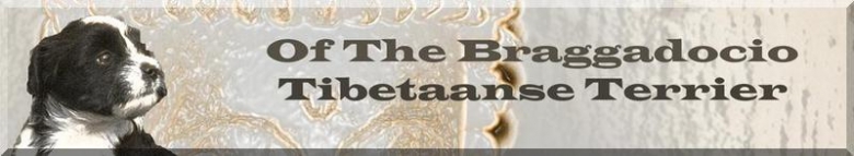 Tibetaanse Terrier of the Braggadocio